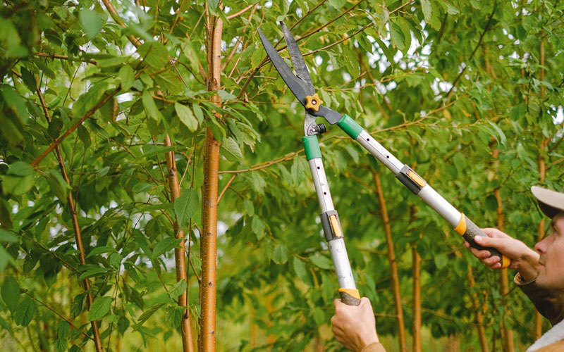Tree trimming in Nemours, WV