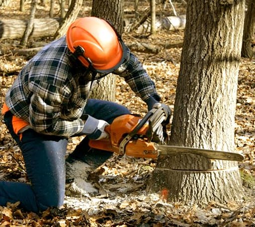 Tree Removal in Nemours, WV